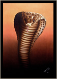 Cobra
